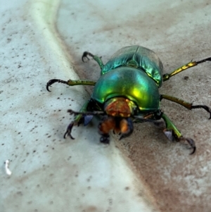 Lamprima aurata at Cook, ACT - 23 Dec 2023