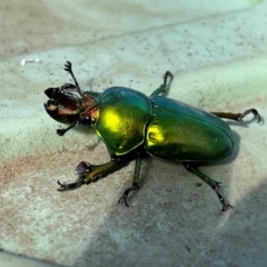 Lamprima aurata at Cook, ACT - 23 Dec 2023