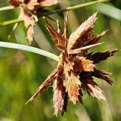 Cyperus lhotskyanus (A Sedge) at Molonglo River Reserve - 22 Dec 2023 by trevorpreston