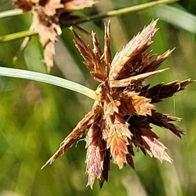 Cyperus lhotskyanus (A Sedge) at Whitlam, ACT - 22 Dec 2023 by trevorpreston