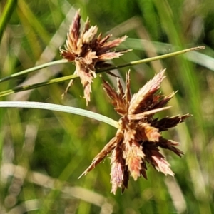 Cyperus lhotskyanus at Kama - 23 Dec 2023 10:05 AM