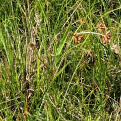 Cyperus lhotskyanus at Kama - 23 Dec 2023 10:05 AM