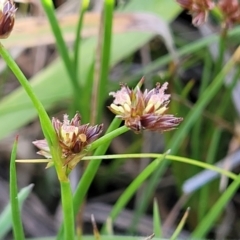 Juncus articulatus subsp. articulatus (Jointed Rush) at Whitlam, ACT - 22 Dec 2023 by trevorpreston