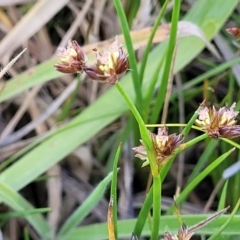 Juncus articulatus subsp. articulatus at Kama - 23 Dec 2023 10:04 AM