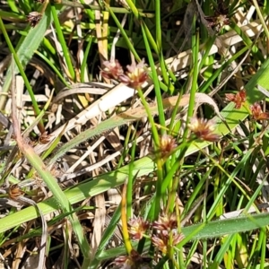 Juncus articulatus subsp. articulatus at Kama - 23 Dec 2023 10:04 AM