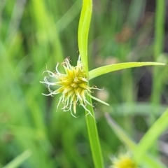 Cyperus sphaeroideus (Scented Sedge) at Molonglo River Reserve - 23 Dec 2023 by trevorpreston
