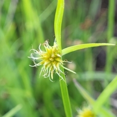 Cyperus sphaeroideus (Scented Sedge) at Whitlam, ACT - 22 Dec 2023 by trevorpreston