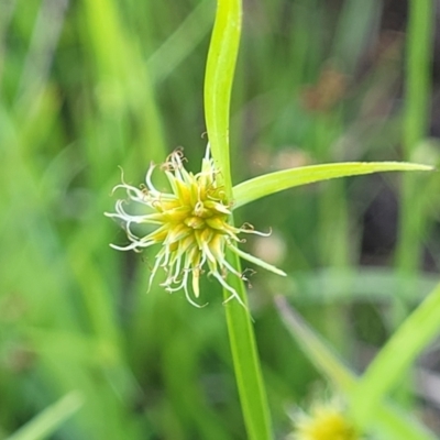 Cyperus sphaeroideus (Scented Sedge) at Molonglo River Reserve - 23 Dec 2023 by trevorpreston