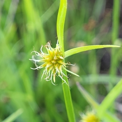 Cyperus sphaeroideus (Scented Sedge) at Molonglo River Reserve - 22 Dec 2023 by trevorpreston