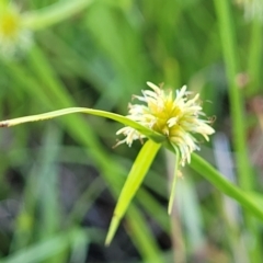 Cyperus sphaeroideus at Kama - 23 Dec 2023 10:03 AM