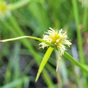 Cyperus sphaeroideus at Kama - 23 Dec 2023 10:03 AM