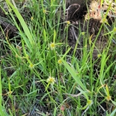 Cyperus sphaeroideus at Kama - 23 Dec 2023 10:03 AM