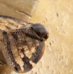 Scolypopa australis at Reid, ACT - 23 Dec 2023