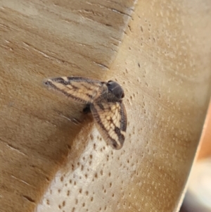 Scolypopa australis at Reid, ACT - suppressed