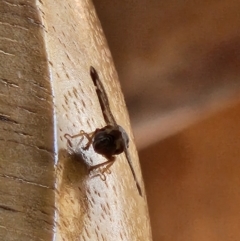 Scolypopa australis at Reid, ACT - 23 Dec 2023