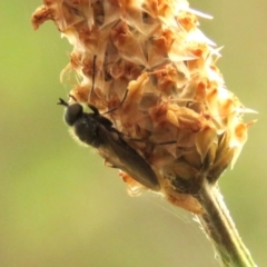 Exaireta spinigera at Undefined Area - 23 Dec 2023 08:54 AM
