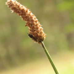 Exaireta spinigera at Undefined Area - 23 Dec 2023 08:54 AM