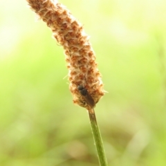 Exaireta spinigera at Undefined Area - 23 Dec 2023 08:54 AM