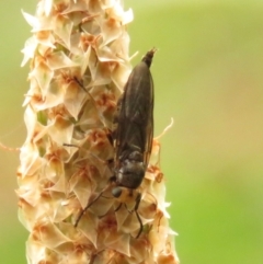 Inopus rubriceps (Sugarcane Soldier Fly) at Fadden, ACT - 22 Dec 2023 by KumikoCallaway