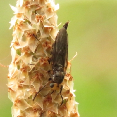 Inopus rubriceps (Sugarcane Soldier Fly) at Fadden Pines (FAD) - 23 Dec 2023 by KumikoCallaway