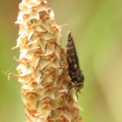 Inopus rubriceps at Fadden Pines (FAD) - 23 Dec 2023