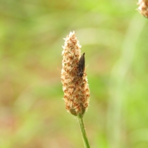 Inopus rubriceps at Fadden Pines (FAD) - 23 Dec 2023