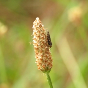 Inopus rubriceps at Fadden Pines (FAD) - 23 Dec 2023