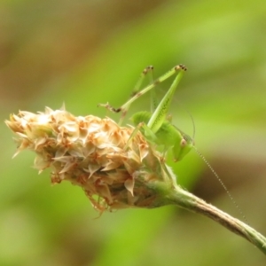 Caedicia simplex at Undefined Area - 23 Dec 2023 08:53 AM