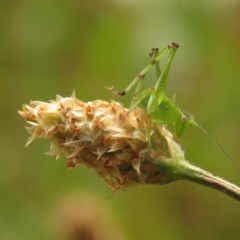 Caedicia simplex at Undefined Area - 23 Dec 2023 08:53 AM