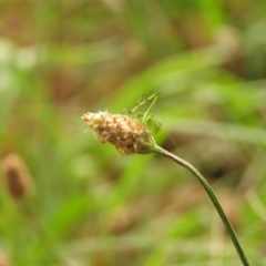 Caedicia simplex at Undefined Area - 23 Dec 2023 08:53 AM