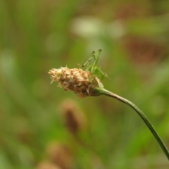 Caedicia simplex at Undefined Area - 23 Dec 2023 08:53 AM