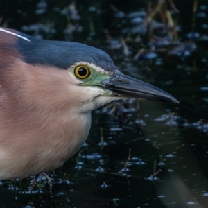 Nycticorax caledonicus at Jerrabomberra Wetlands - 23 Dec 2023