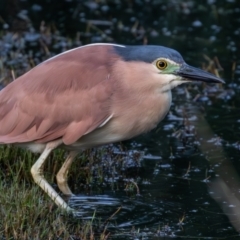 Nycticorax caledonicus at Jerrabomberra Wetlands - 23 Dec 2023