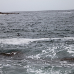 Tursiops truncatus at Green Cape, NSW - 18 Dec 2023