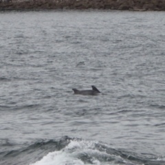 Tursiops truncatus at Green Cape, NSW - 18 Dec 2023