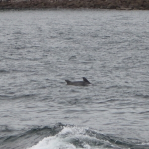 Tursiops truncatus at Green Cape, NSW - 18 Dec 2023 04:54 PM