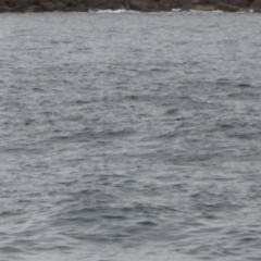 Tursiops truncatus at Green Cape, NSW - 18 Dec 2023