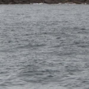 Tursiops truncatus at Green Cape, NSW - 18 Dec 2023