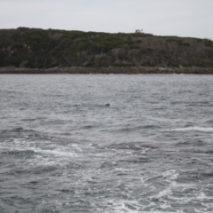 Tursiops truncatus at Green Cape, NSW - 18 Dec 2023