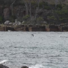 Tursiops truncatus at Green Cape, NSW - 18 Dec 2023