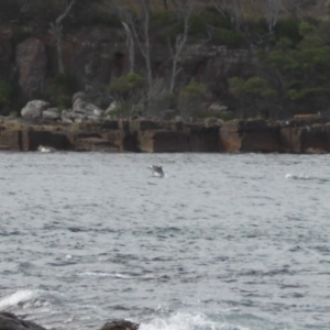 Tursiops truncatus at Green Cape, NSW - 18 Dec 2023 04:54 PM