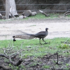 Menura novaehollandiae (Superb Lyrebird) at Ben Boyd National Park - 20 Dec 2023 by VanceLawrence