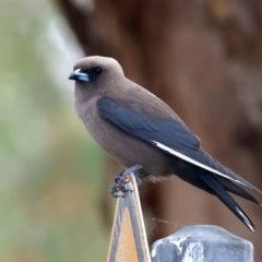 Artamus cyanopterus cyanopterus (Dusky Woodswallow) at Googong Reservoir - 22 Dec 2023 by jb2602