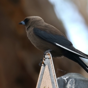 Artamus cyanopterus at Googong Reservoir - 22 Dec 2023 02:10 PM