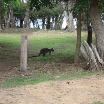 Wallabia bicolor (Swamp Wallaby) at Eden, NSW - 18 Dec 2023 by VanceLawrence