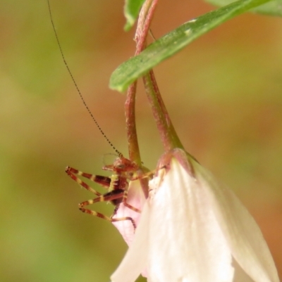 Caedicia simplex (Common Garden Katydid) at Fadden Pines (FAD) - 22 Dec 2023 by KumikoCallaway