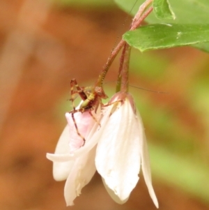 Caedicia simplex at Fadden Pines (FAD) - 23 Dec 2023