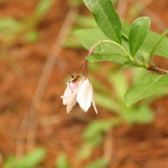 Caedicia simplex at Fadden Pines (FAD) - 23 Dec 2023