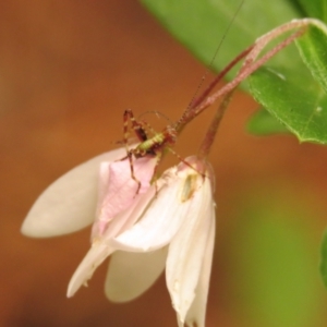 Caedicia simplex at Fadden Pines (FAD) - 23 Dec 2023