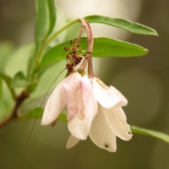 Caedicia simplex at Fadden Pines (FAD) - 23 Dec 2023